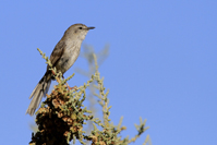 Phragmacia substriata